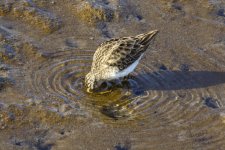 A03LeastSandpiper1221.jpg