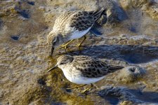 A04LeastSandpipers1201.jpg