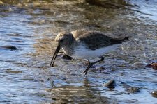 A02WesternSandpiper9800.jpg