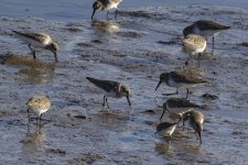 A05Dunlins&LeastSandpiper0275.jpg