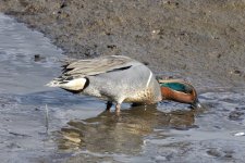 A07GreenWingedTealDrakeSlurpingBiofilm5619.jpg