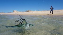 Rooster-fish-7.jpg