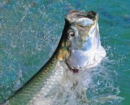 2 Tarpon 3.jpg 2 Tarpon 3.jpg