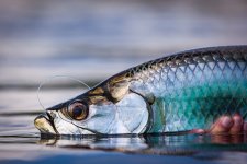 FWT_Product_Tarpon+Cay+Lodge-9.jpg FWT_Product_Tarpon+Cay+Lodge-9.jpg