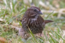 B03SongSparrow5327.jpg