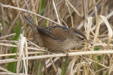 B06MarshWren5764.jpg