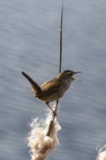 B07MarshWrenSinging5552.jpg