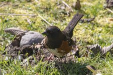 B07SpottedTowheeMale5546.jpg