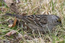 B08GoldenCrownedSparrow5442.jpg
