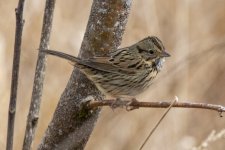 B09LincolnsSparrow5766.jpg