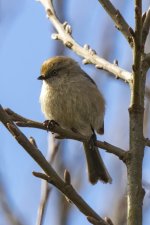 B10BushtitFemale5541.jpg