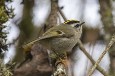 B11GoldenCrownedKinglet5484.jpg