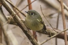 B12RubyCrownedKinglet5473.jpg