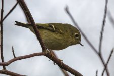 B13RubyCrownedKinglet5650.jpg