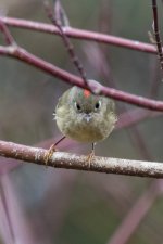 B14RubyCrownedKingletMale5658.jpg