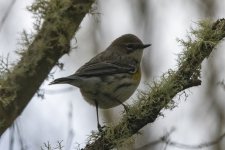 B15YellowRumpedWarbler5335.jpg