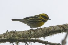 B16TownsendsWarbler5487.jpg
