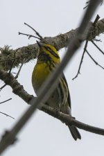 B17TownsendsWarbler5495.jpg