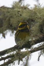 B18TownsendsWarbler5502.jpg