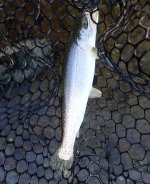 IMG_1238.jpeg