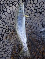 IMG_1239.jpeg
