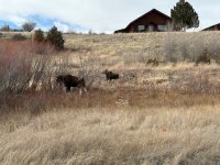 moose.jpeg