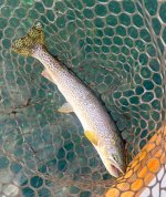 IMG_0397.jpeg