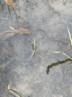 IMG_4360.jpeg