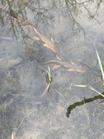 IMG_4361.jpeg