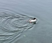 IMG_1267.jpeg