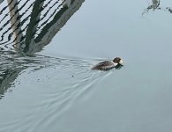 IMG_1268.jpeg