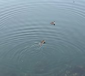 IMG_1272.jpeg