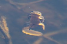 A01RoughSkinnedNewt5967.jpg