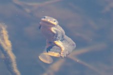 A02RoughSkinnedNewt5968.jpg