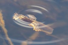 A03RoughSkinnedNewt5969.jpg