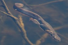 A04RoughSkinnedNewt5970.jpg