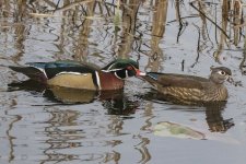 A01WoodDuckPair5901.jpg A01WoodDuckPair5901.jpg