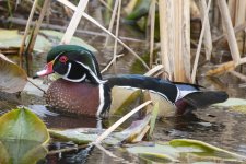 A02WoodDuckDrake5836.jpg A02WoodDuckDrake5836.jpg