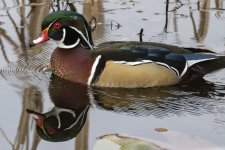 A03WoodDuckDrake5887.jpg A03WoodDuckDrake5887.jpg