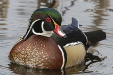 A04WoodDuckDrake5906.jpg A04WoodDuckDrake5906.jpg