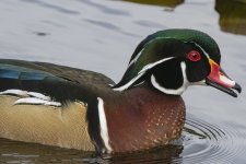 A05WoodDuckDrake5909.jpg A05WoodDuckDrake5909.jpg