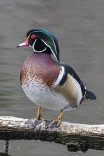 A06WoodDuckDrake6062.jpg A06WoodDuckDrake6062.jpg