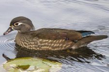 A07WoodDuckHen5885.jpg A07WoodDuckHen5885.jpg