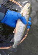 IMG_1320.jpeg