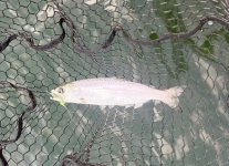 IMG_0437.jpeg