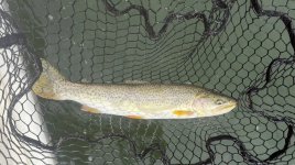 IMG_0436.jpeg