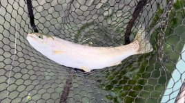 IMG_0433.jpeg