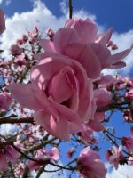 IMG_4357.jpeg