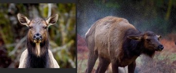 elksters.jpg