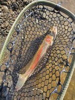 Leopard Rainbow.jpg